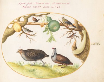 Tafel 64: Zwei Rebhühner, ein Zaunkönig und andere Vögel von Joris Hoefnagel