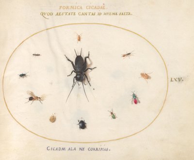 Tafel 65: Eine Grille umgeben von Insekten von Joris Hoefnagel
