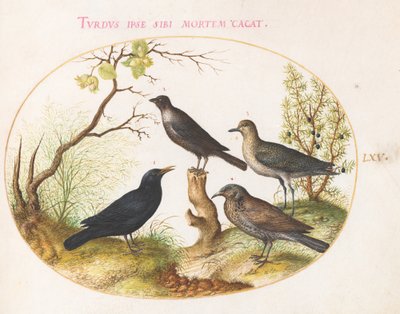 Tafel 65: Amsel, Star (?), und andere Vögel von Joris Hoefnagel