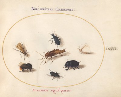 Tafel 67: Sieben Insekten, darunter ein Weißer Schmetterling und eine Biene von Joris Hoefnagel