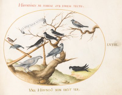 Tafel 68: Ein Schneehuhn, Schwalben und andere Vögel von Joris Hoefnagel