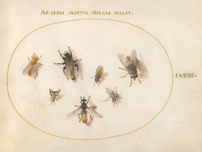 Tafel 68: Sieben Bienen und Fliegen von Joris Hoefnagel