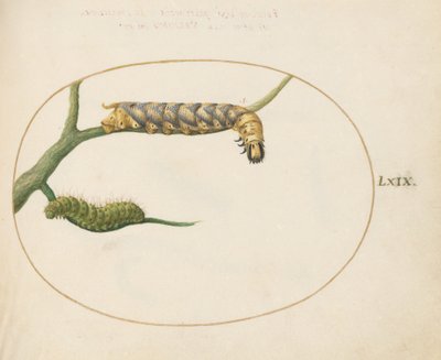 Kaiserfalterraupe mit einer zweiten Raupe auf einem Ast von Joris Hoefnagel