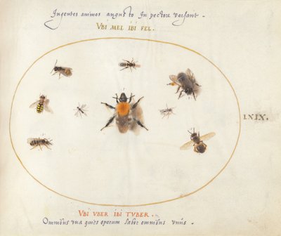 Tafel 69: Neun Bienen und andere Insekten von Joris Hoefnagel
