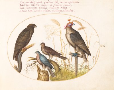 Tafel 6: Vier Raubvögel, darunter ein Sperber(?) von Joris Hoefnagel