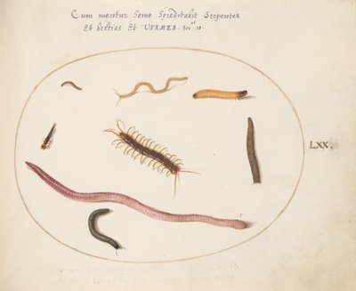 Teller 70: Wurm, Tausendfüßler, Hundertfüßler und andere lange Kreaturen von Joris Hoefnagel