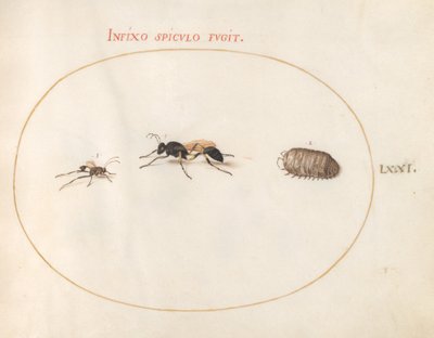 Tafel 71: Zwei Wespen und ein Pillenkäfer von Joris Hoefnagel