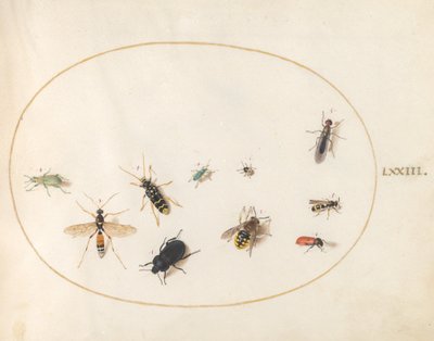 Tafel 73: Zehn Insekten von Joris Hoefnagel