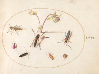 Tafel 76: Insekten mit einer rosa und cremefarbenen Akelei von Joris Hoefnagel