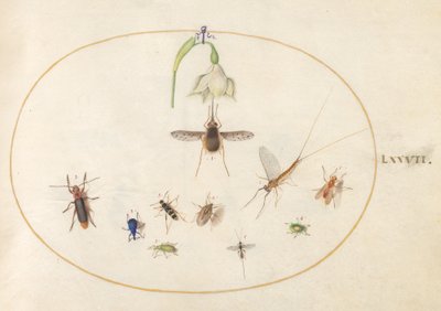 Tafel 77: Taubenschwänzchen mit einer weißen Blume, blauen und grünen Rüsselkäfern und anderen Insekten von Joris Hoefnagel