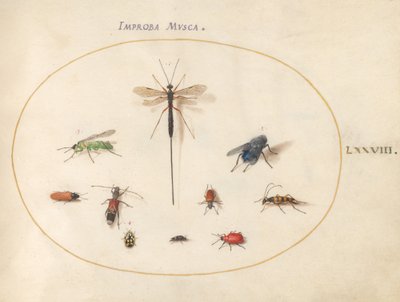 Tafel 78: Zehn Insekten, darunter eine blaue Fliege von Joris Hoefnagel