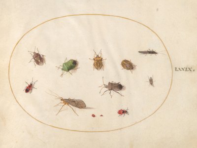 Tafel 79: Zwölf Insekten, darunter Schildwanzen von Joris Hoefnagel