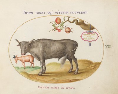 Tafel 7: Ein Stier und ein gehörntes Tier von Joris Hoefnagel