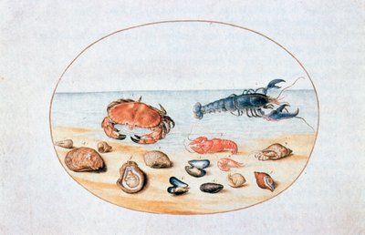 Muscheln und Schalentiere, 16. Jahrhundert von Joris Hoefnagel