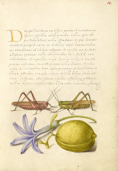Warzenbeißer, Heuschrecke, Hyazinthe und Mandel von Joris Hoefnagel