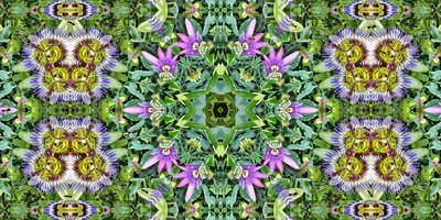 Kreaturen: Ameisen im Passionsblumenfeld von Josef Johann Michel