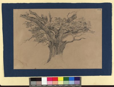 Baumstudie von Josef Kriehuber