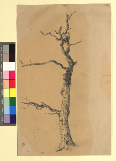 Studie eines kahlen Baumes von Josef Kriehuber