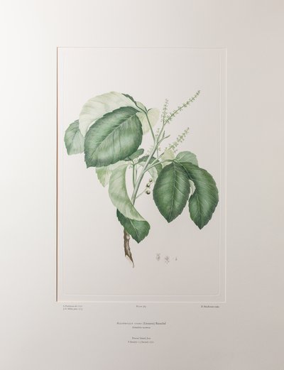 Allophyllus cobbe (Sapindaceae) - Tafel 365, Banks