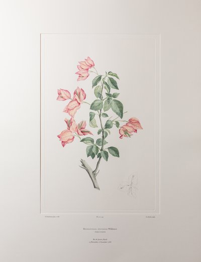 Bouganvillea spectabilis (Nyctaginaceae) - Tafel 355, Banks