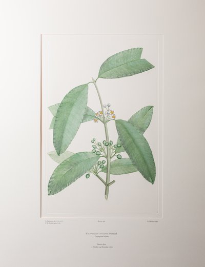 Calophyllum soulattri (Guttiferae) - Tafel 362, Banks