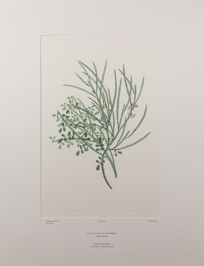 Carmichaelia solandri (Leguminosae) - Tafel 429, Banks