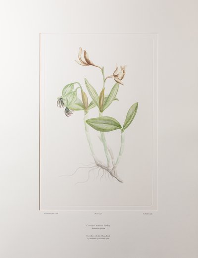 Cattleya forbesii (Orchidaceae) - Tafel 358, Banks