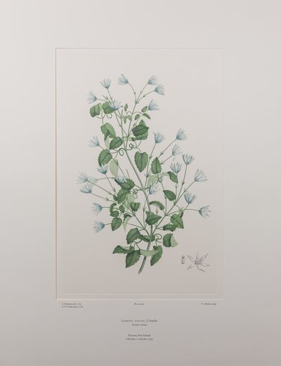 Clematis forsteri (Ranunculaceae) - Tafel 402, Banks