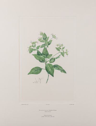 Dicliptera bracteata (Acanthaceae) - Tafel 636, Banks