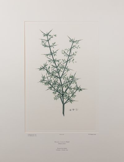 Discaria toumatou (Rhamnaceae) - Tafel 426, Banks