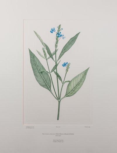 Eranthemum nervosa (Acanthaceae) - Tafel 378, Banks