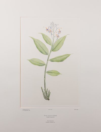 Globba marantina (Zingiberaceae) - Tafel 390, Banks