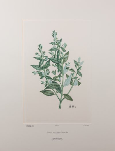 Haloragis erecta (Haloragidaceae) - Tafel 439, Banks