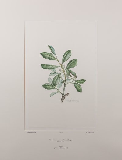 Heberdenia bahamensis (Myrsinaceae) - Tafel 395, Banks