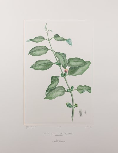 Lepeostegeres geminiflorus (Loranthaceae) - Tafel 386, Banks