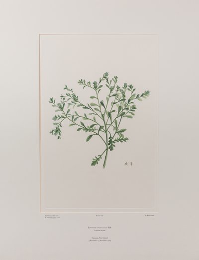 Lepidium flexicaule (Cruciferae) - Tafel 409, Banks