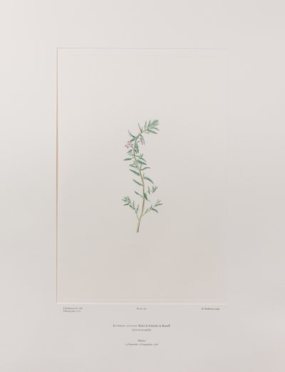 Lythrum junceum (Lythraceae) - Tafel 392, Banks