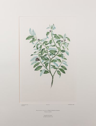 Pittosporum tenuifolium (Pittosporaceae) - Tafel 412, Banks
