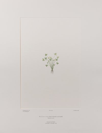Ranunculus acaulis (Ranunculaceae) - Tafel 403, Banks