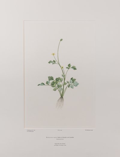Ranunculus hirtus (Ranunculaceae) - Tafel 404, Banks