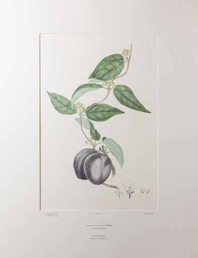 Sarcolobus globosus subsp. globosus (Asclepiadaceae) - Tafel 372, Banks