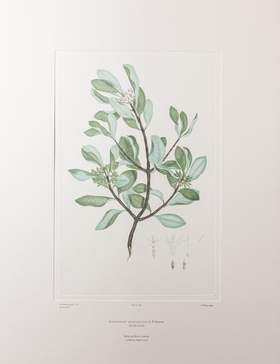 Schyphiphora hydrophyllacea (Rubiaceae) - Tafel 148, Banks