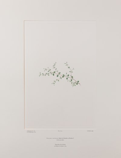 Stellaria parviflora (Caryophyllaceae) - Tafel 415, Banks