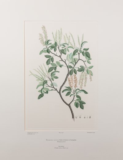 Weinmannia sylvicola (Cunoniaceae) - Tafel 436, Banks