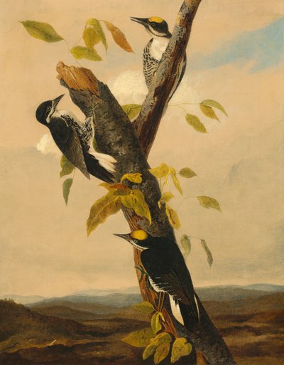Dreizehenspecht, 1831-1833 von Joseph Bartholomew Kidd