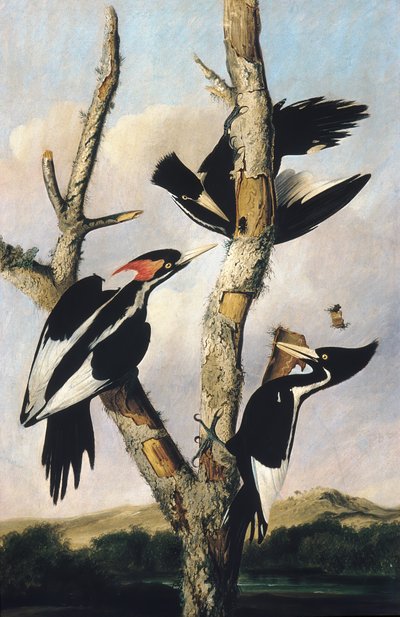 Elfenbeinspecht, ca. 1830-31 von Joseph Bartholomew Kidd