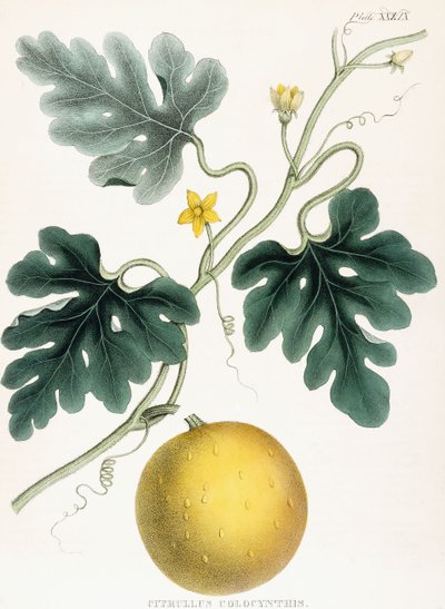 Colocynth, aus "Illustrationen der medizinischen Botanik: Bestehend aus farbigen Abbildungen der Pflanzen, die die wichtigen Artikel der Materia Medica liefern". J.H. Colen von Joseph Carson