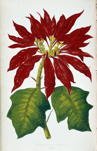 Blume und Blätter der Poinsettia Pulcherrima. Botanische Tafel in „Pflanzen mit buntem Laub. Sammlung der bemerkenswertesten Arten zur Dekoration von Gärten, Gewächshäusern und Wohnungen, von Edward Joseph Lowe und W. Howard, Mitglieder der London Hort von Joseph Edward and Howard W Lowe