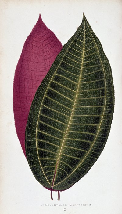 Blatt von Cyanophyllum Magnificum. Botanische Tafel in „Pflanzen mit buntem Laub. von Joseph Edward and Howard W Lowe