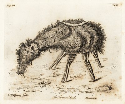 Das Gemüse-Lamm von Tartary von Joseph Halfpenny